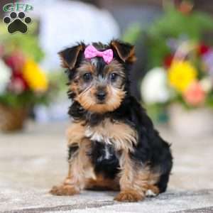 Dolly, Yorkie Puppy